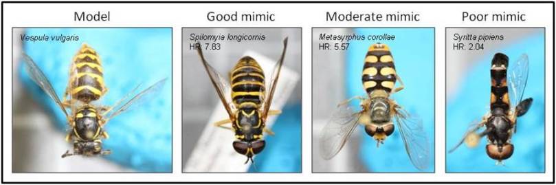 Small hoverfly mimicry gallery
