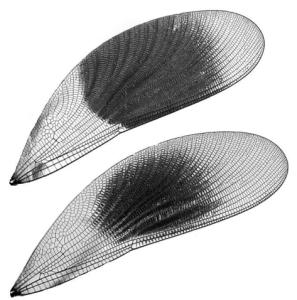 Screen Shot 2015-11-01 at 17.25.05