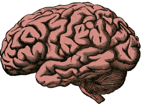 brain-512758_640