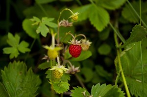 wild-strawberry-523882_1280