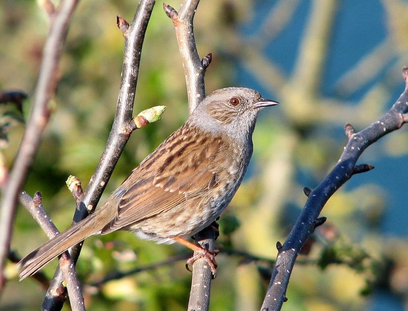 1024px-dunnock_crop2